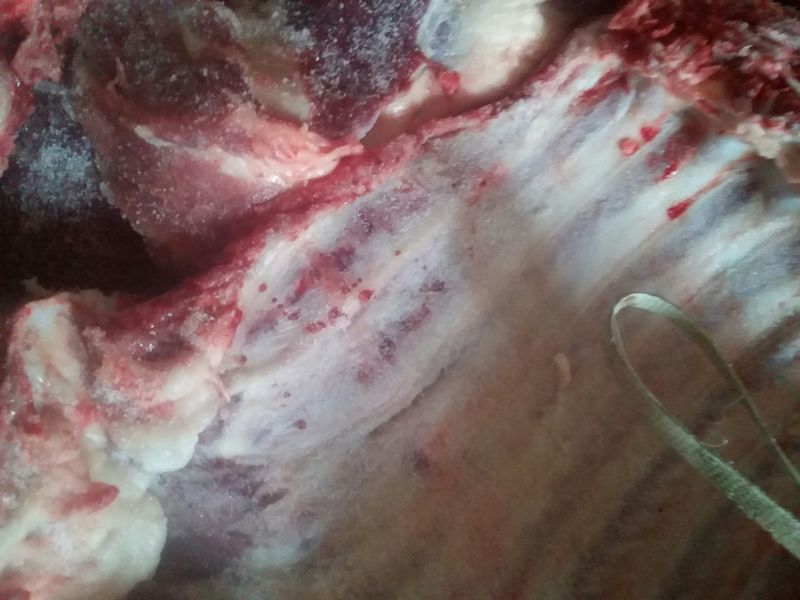 黑猪肉生肉