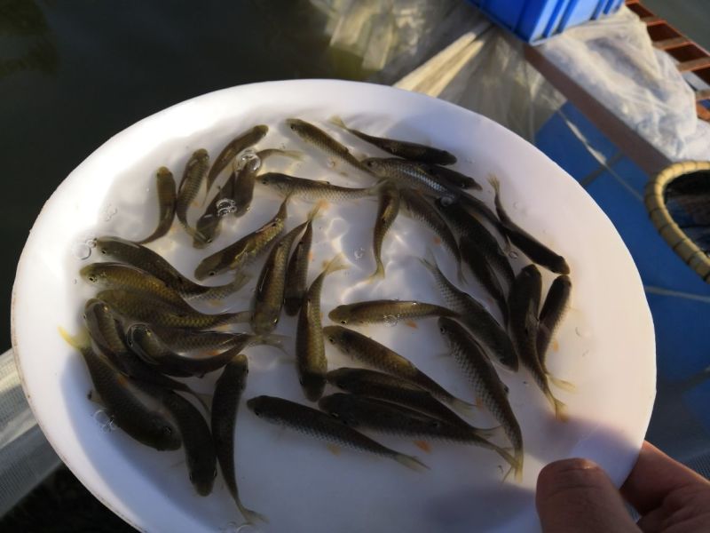 军鱼苗军鱼苗坑娟鱼苗