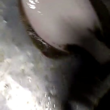 鸦片鱼食用活鱼