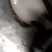 鸦片鱼食用活鱼