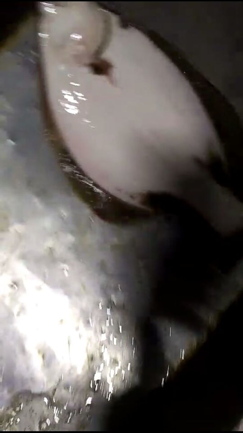 鸦片鱼食用活鱼