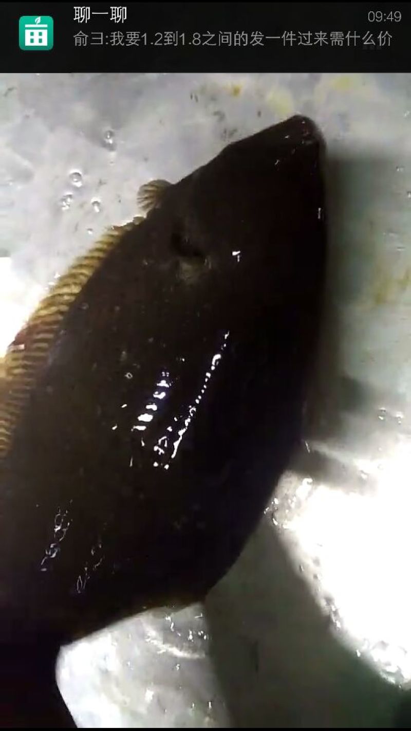 鸦片鱼食用活鱼