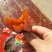 柿饼1~2两