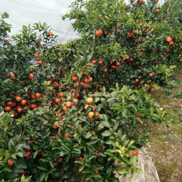 荔浦沙糖桔4~5cm一级