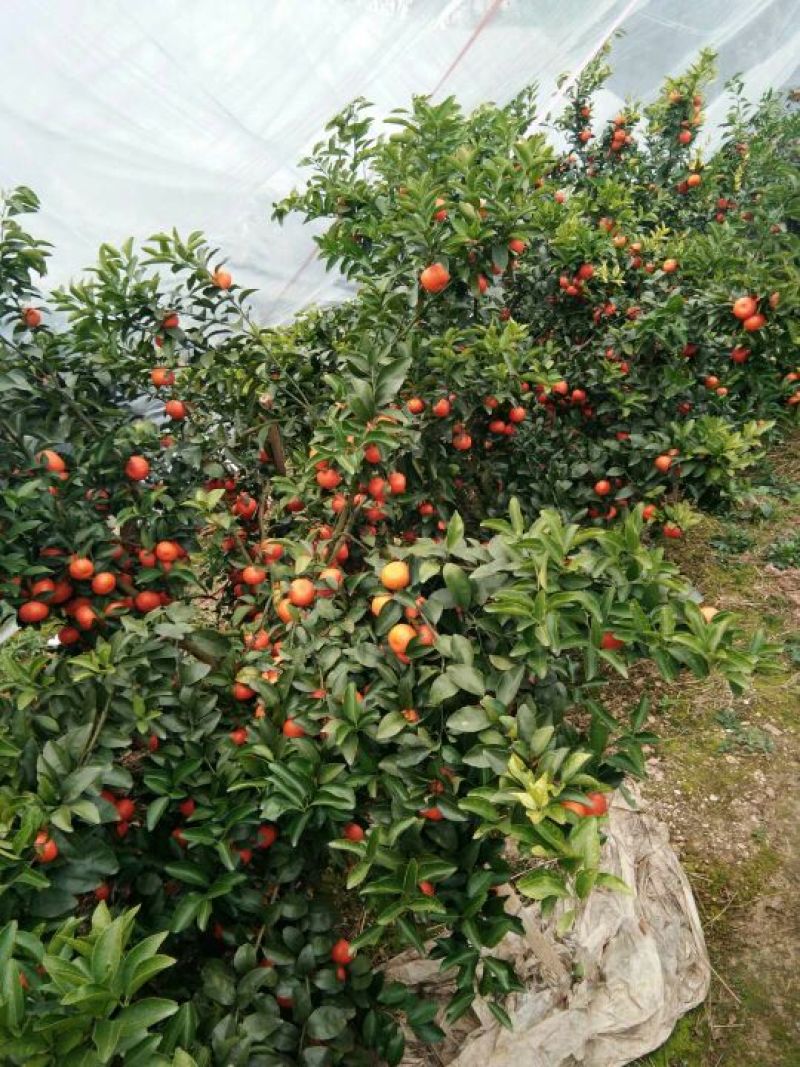荔浦沙糖桔4~5cm一级