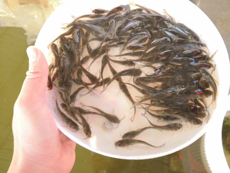 鮰鱼鱼苗斑点叉尾鮰鱼苗