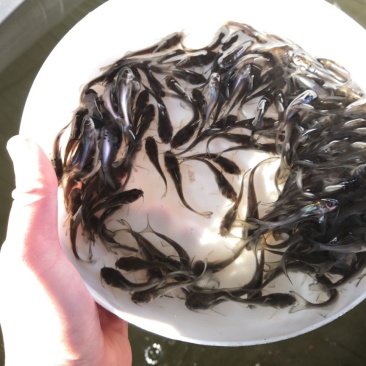 鮰鱼鱼苗斑点叉尾鮰鱼苗
