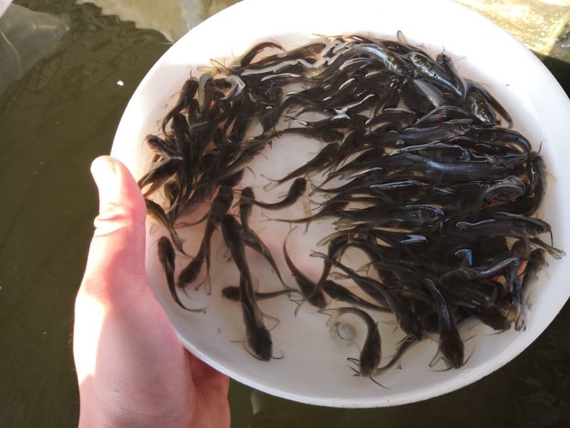 鮰鱼鱼苗斑点叉尾鮰鱼苗
