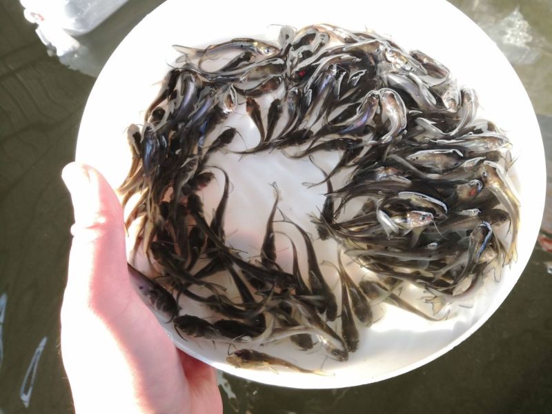 鮰鱼鱼苗斑点叉尾鮰鱼苗