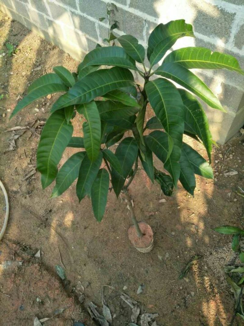 芒果树苗金煌芒果苗桂七芒果嫁接苗贵妃台农芒果树苗