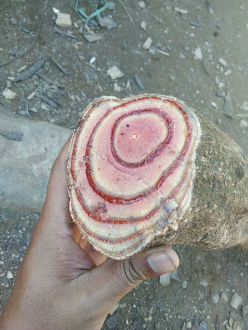 鸡血藤
