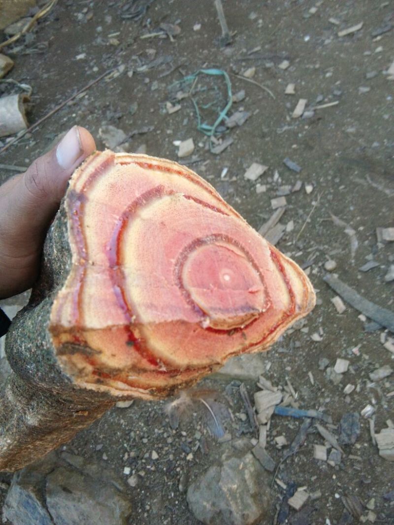 鸡血藤