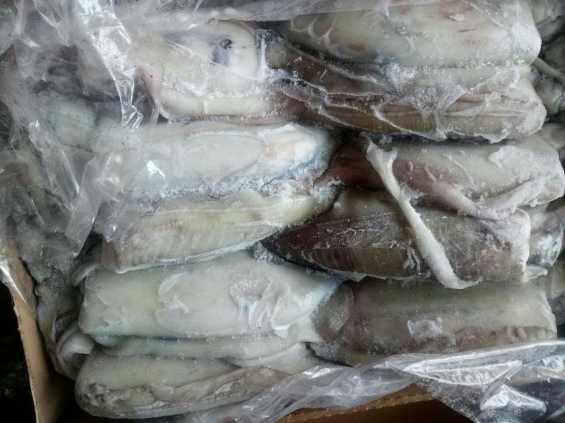 乌贼
