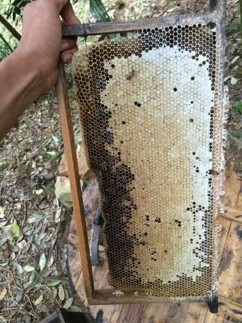 土蜂蜜2斤