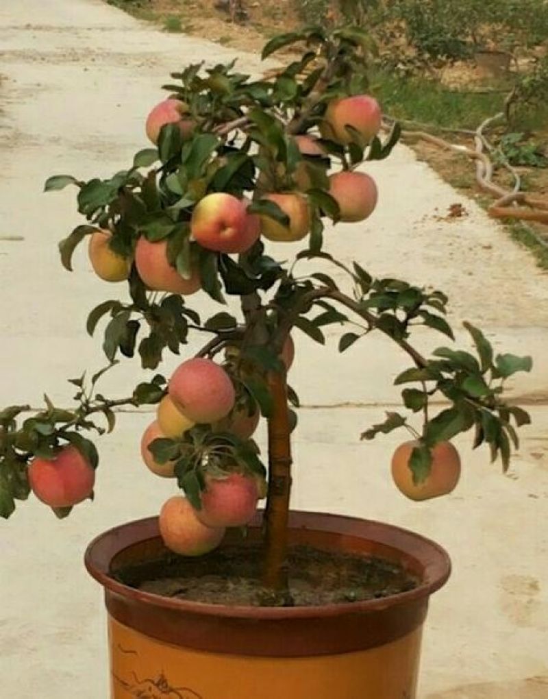 苹果树盆景观赏吃果两相宜，是陶冶情操，放松身心的佳品