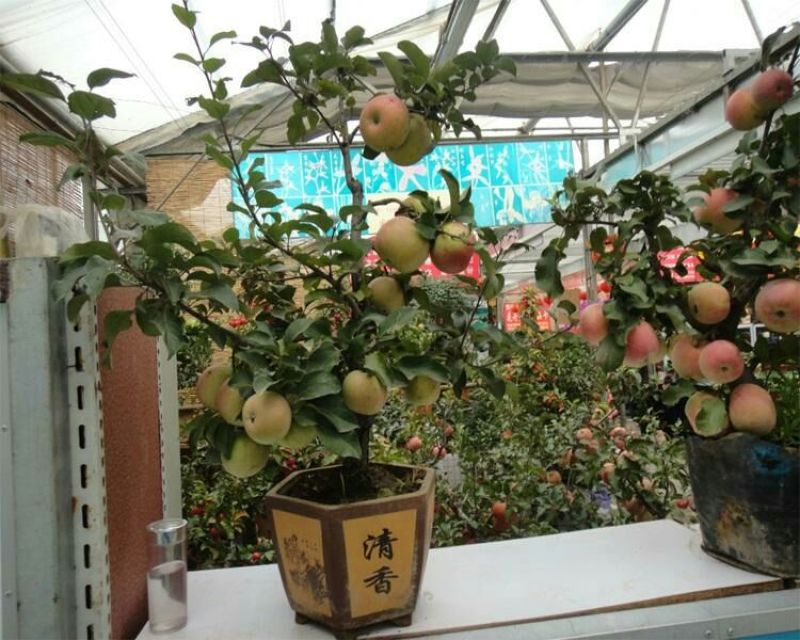 苹果树盆景观赏吃果两相宜，是陶冶情操，放松身心的佳品