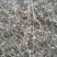 白花蛇舌草
