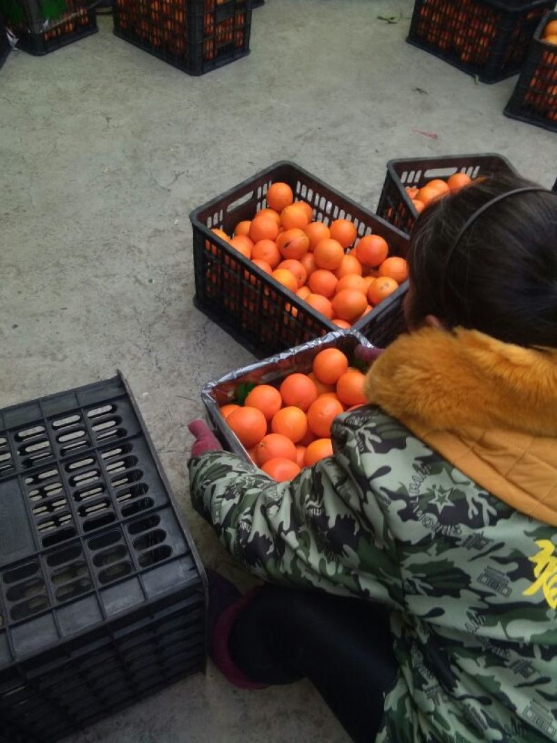 纽荷尔脐橙脐橙60，65皮薄多汁颜色火红价格便宜口感甜
