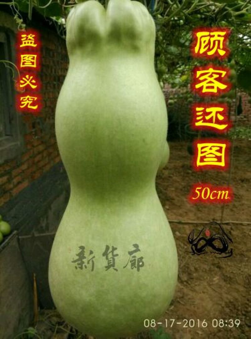 葫芦种子