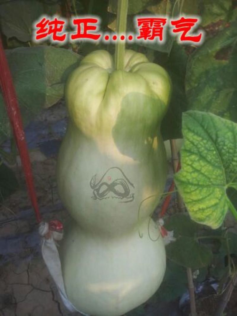 葫芦种子