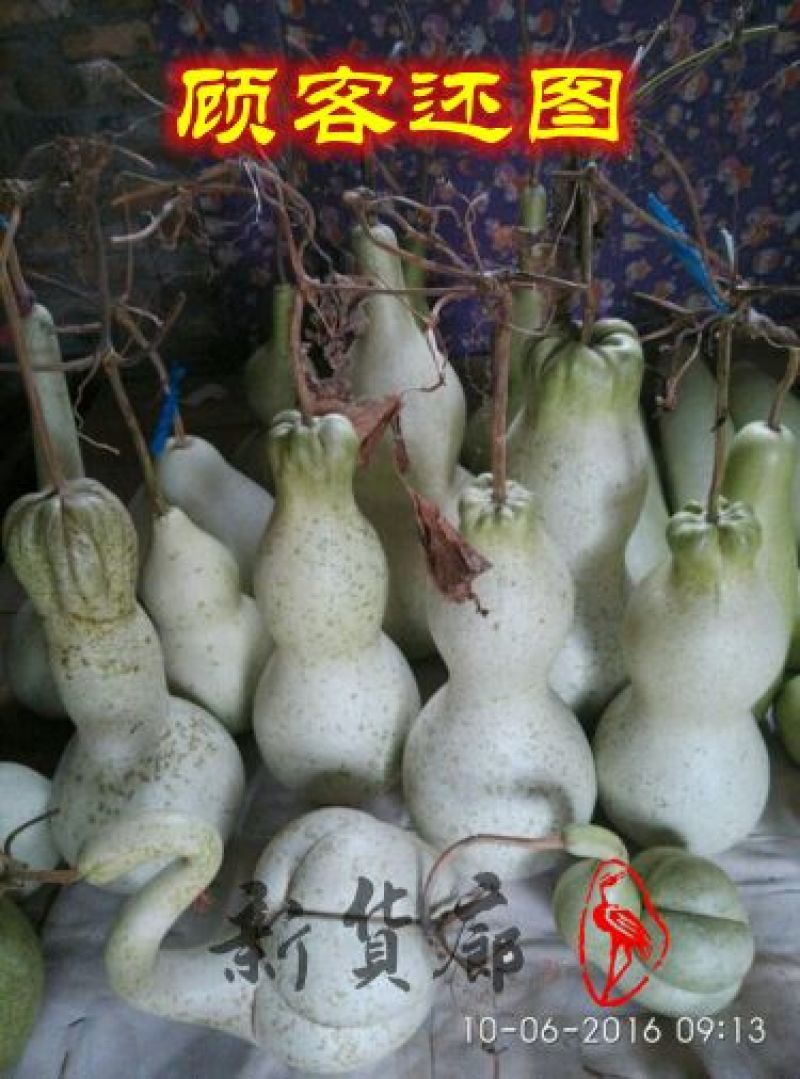 葫芦种子