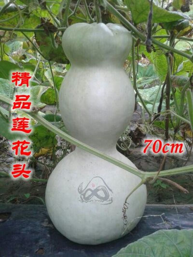 葫芦种子