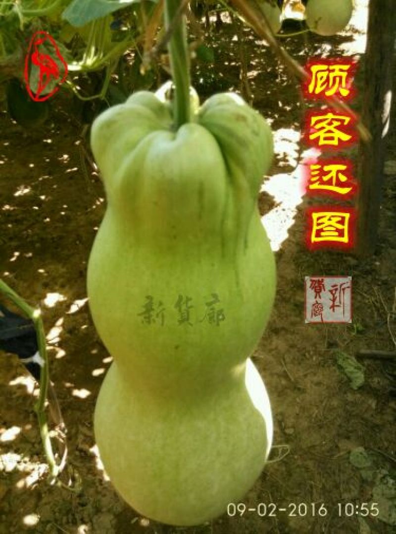 葫芦种子