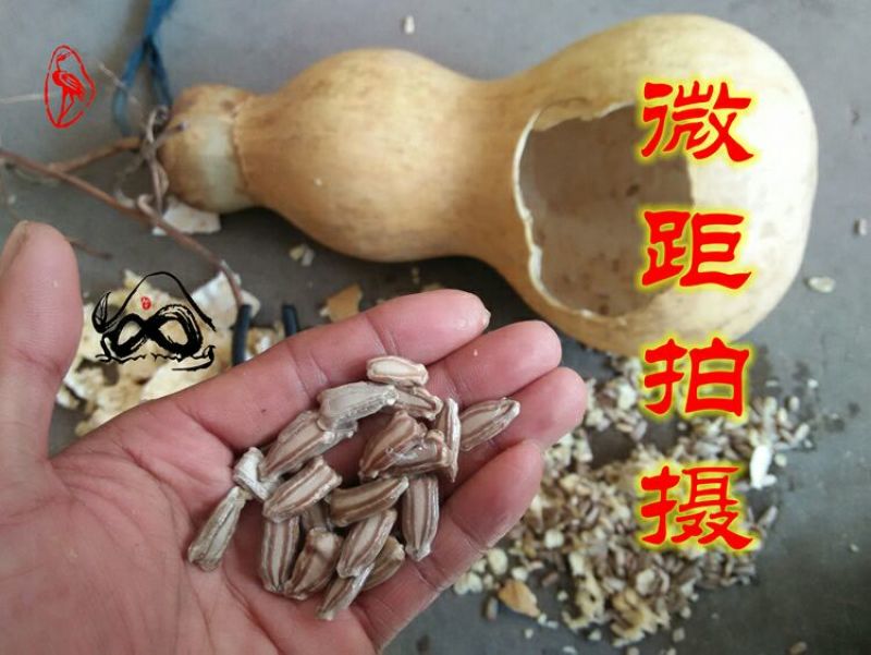 葫芦种子