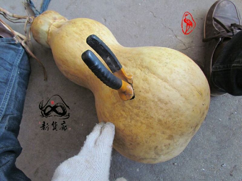 葫芦种子