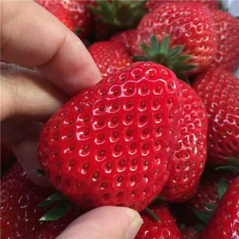 红颜草莓2斤60