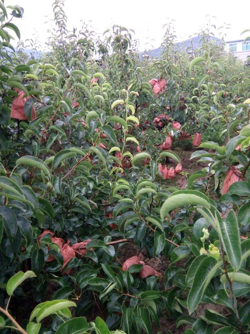 丰水梨250~300g纸袋