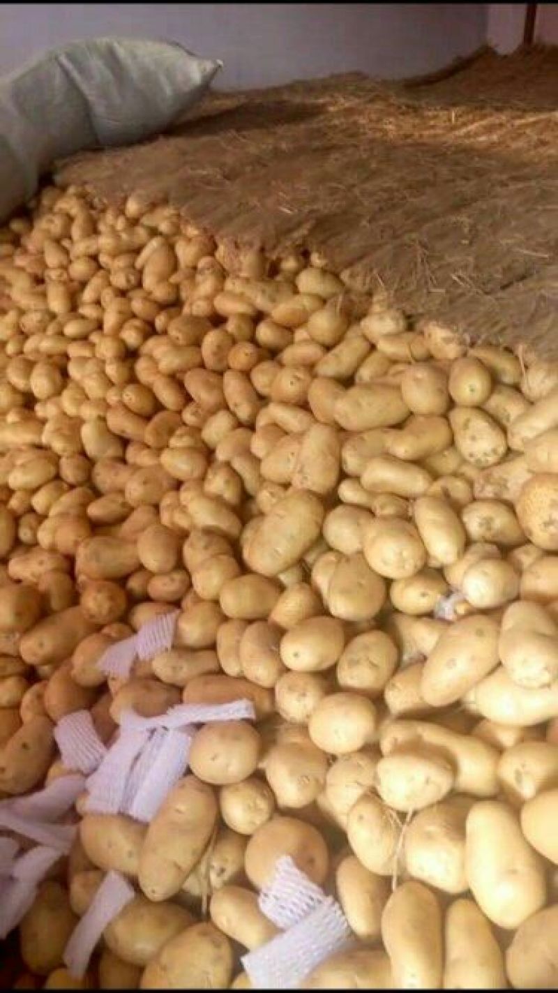 精品荷兰V7沃土常磊8号套网装箱手选高端货