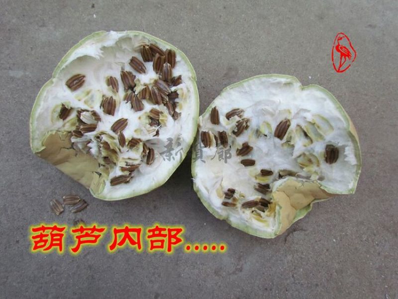 葫芦种子