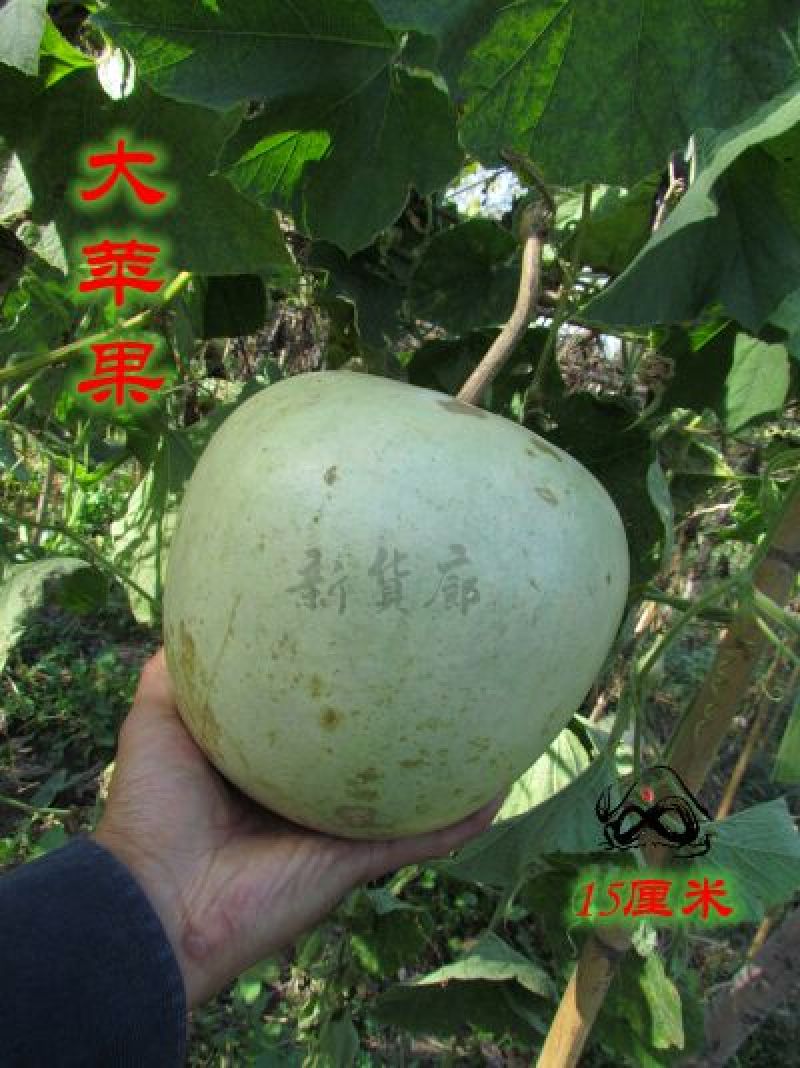 葫芦种子