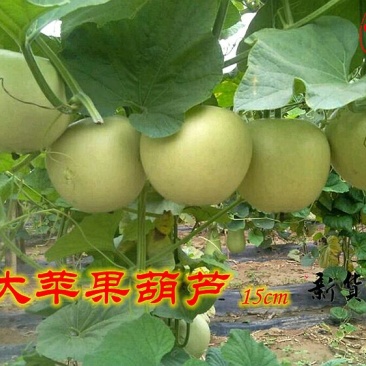 葫芦种子
