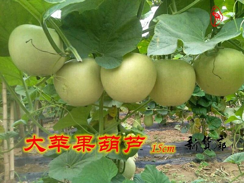 葫芦种子