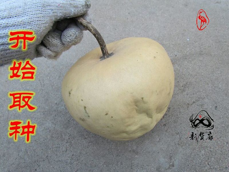 葫芦种子