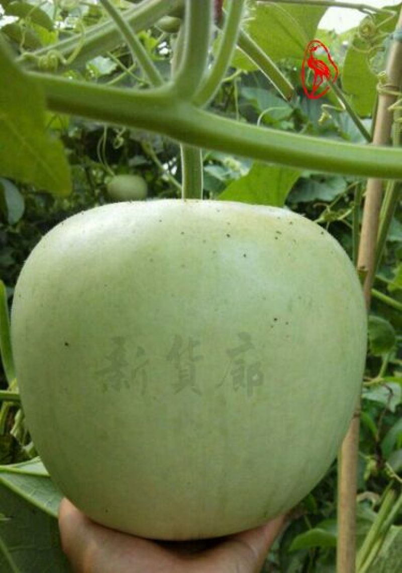 葫芦种子