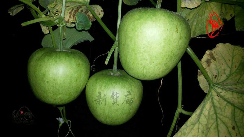 葫芦种子