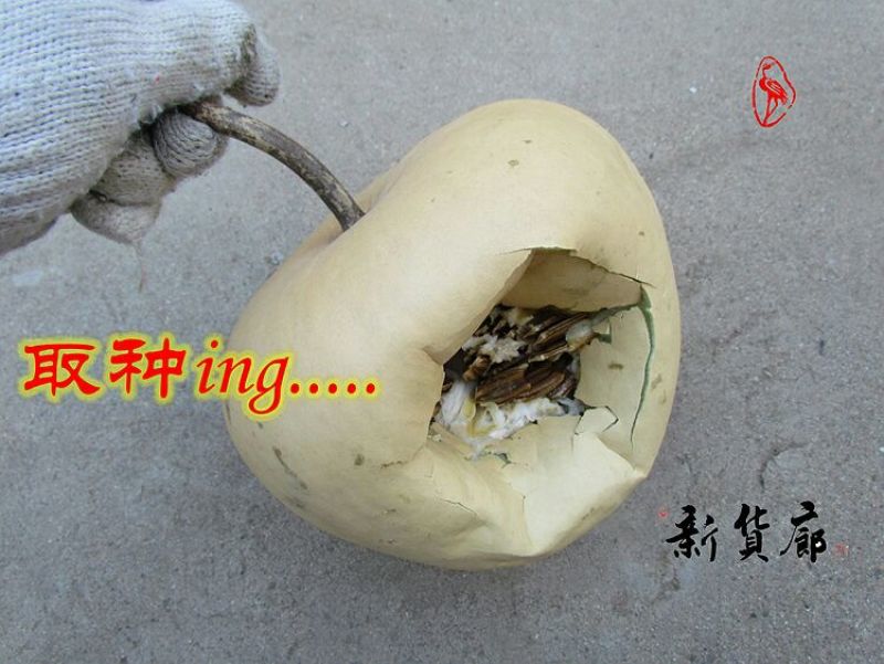 葫芦种子