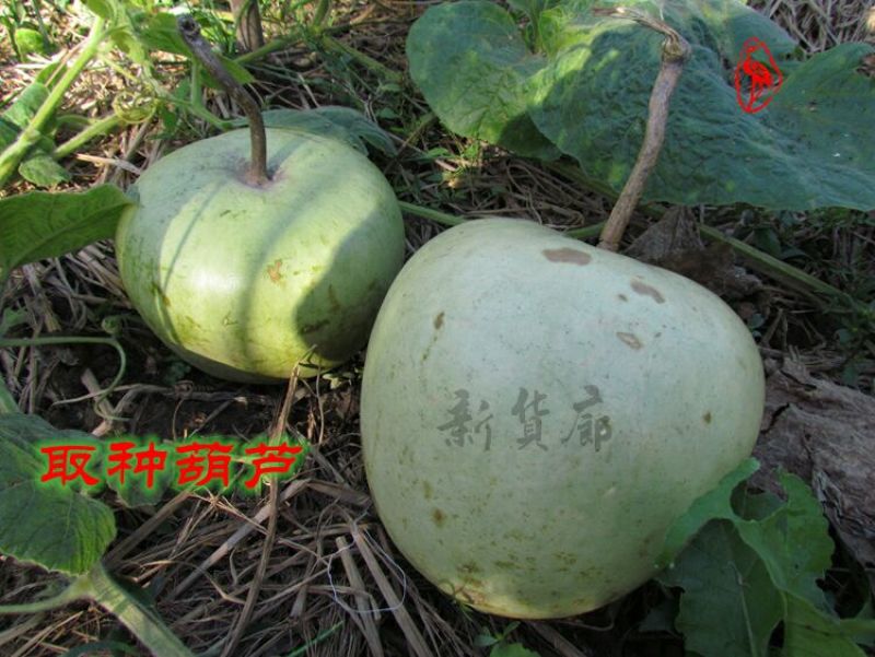 葫芦种子