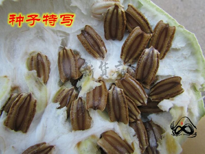 葫芦种子
