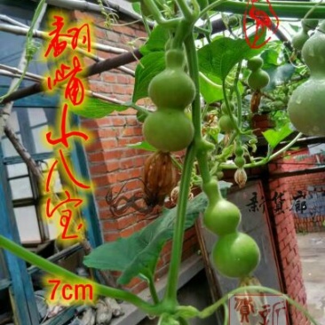 葫芦种子