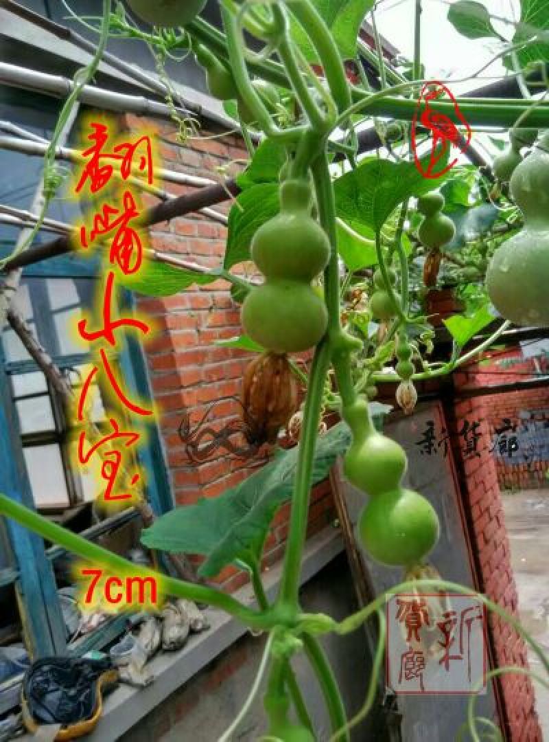 葫芦种子