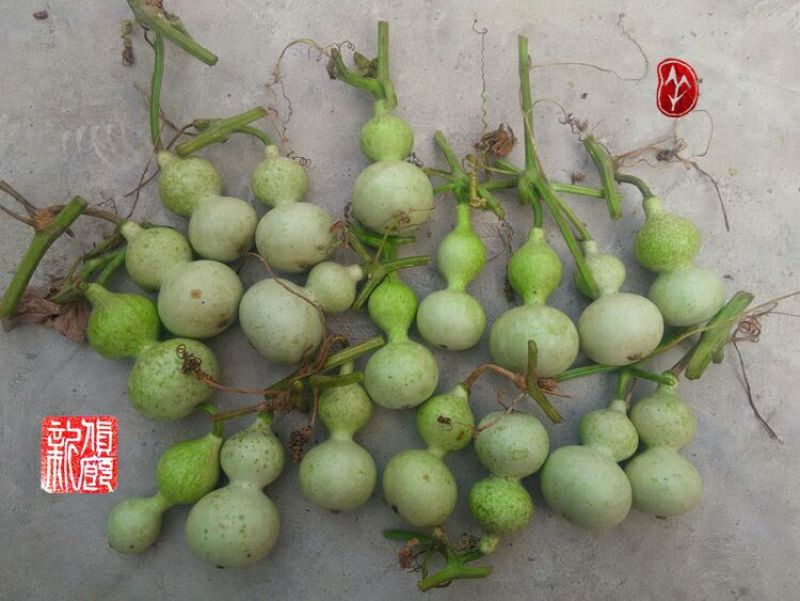 葫芦种子