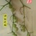 葫芦种子