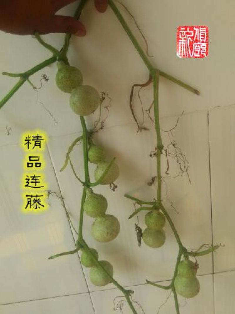 葫芦种子