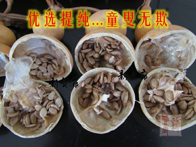 葫芦种子
