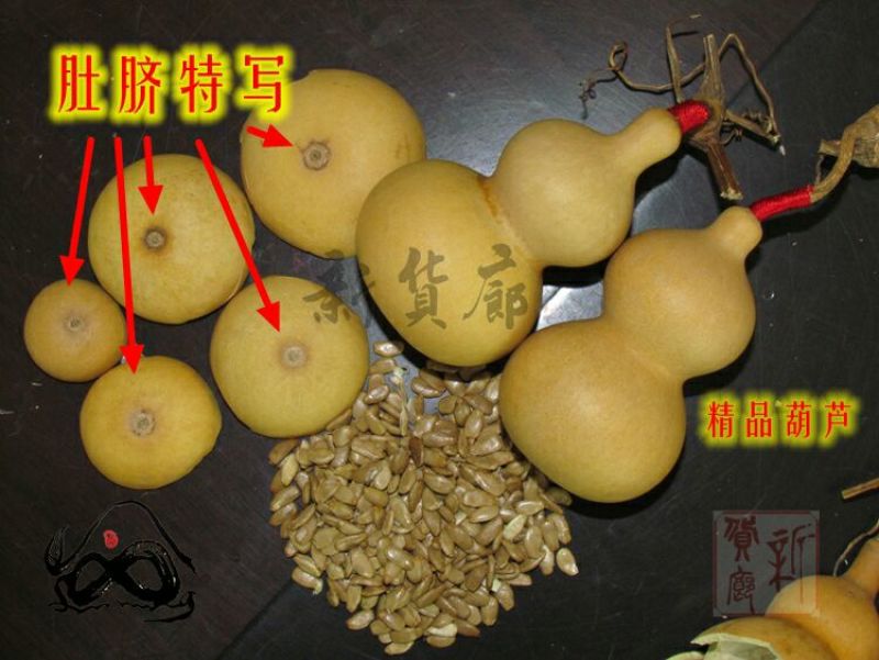 葫芦种子