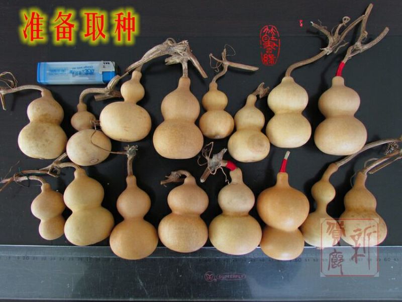 葫芦种子